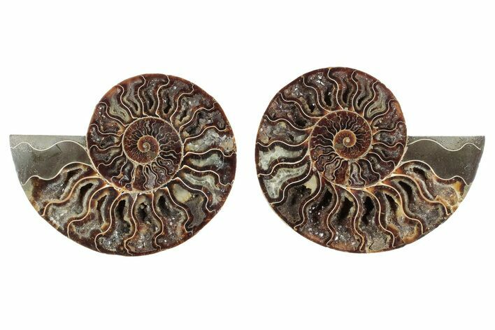 Cut & Polished, Agatized Ammonite Fossil - Madagascar #241012